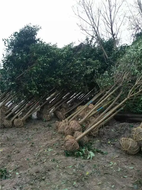 女贞树能活多少年(女贞树几年开花结果)