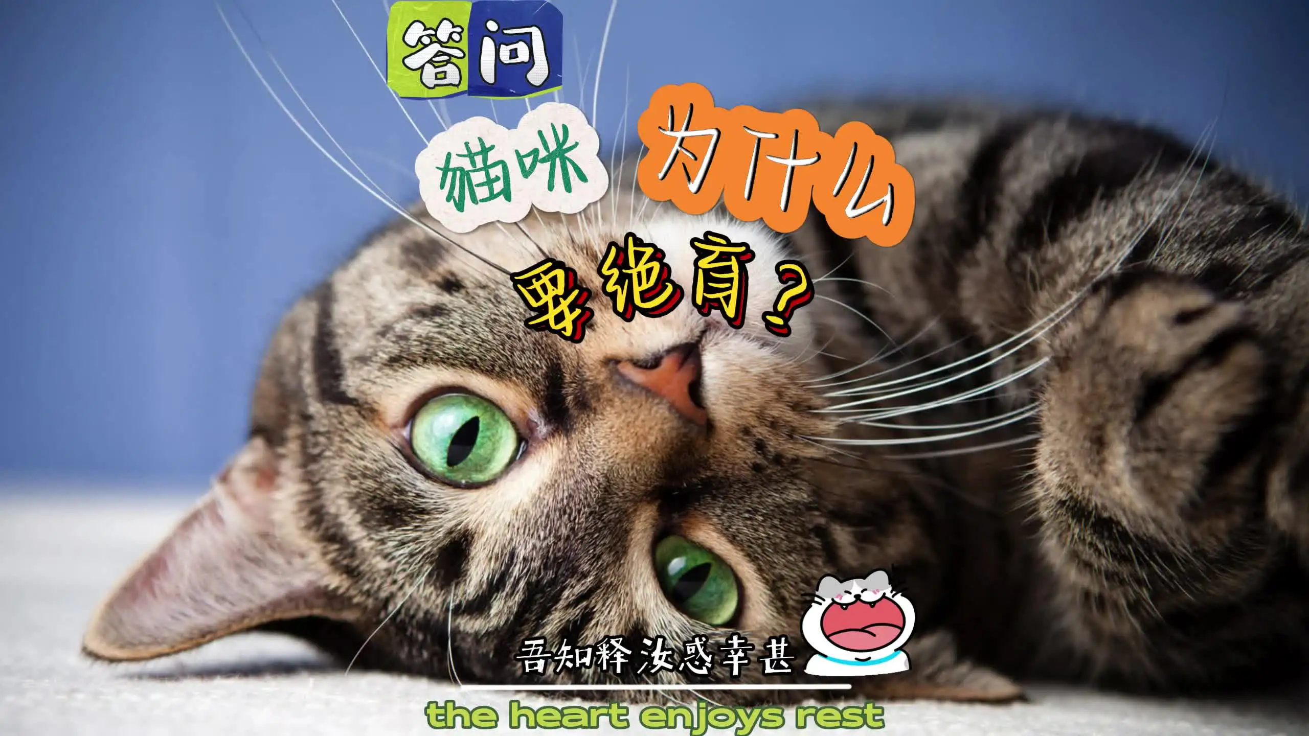 没有公猫母猫能不能生小猫(没有公猫母猫能不能生小猫崽)