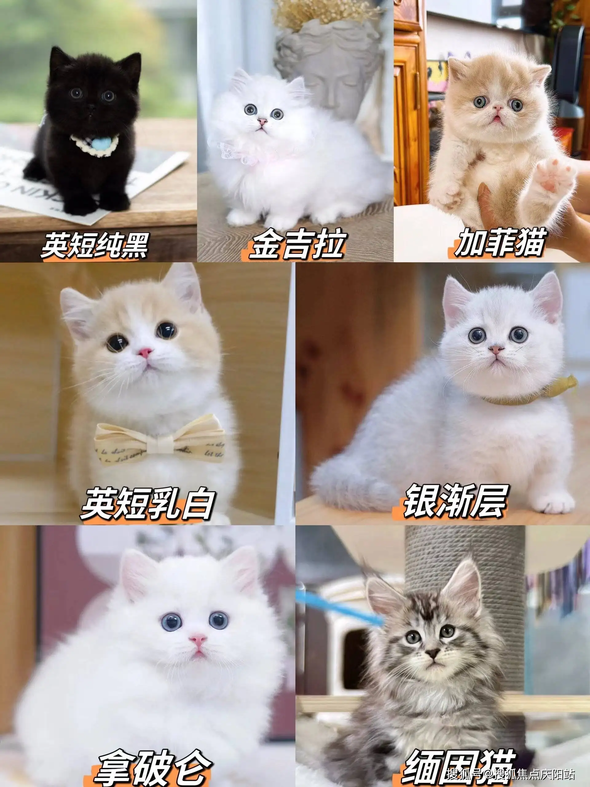 宠物猫在哪里可以买(宠物猫在哪里买更好一点)