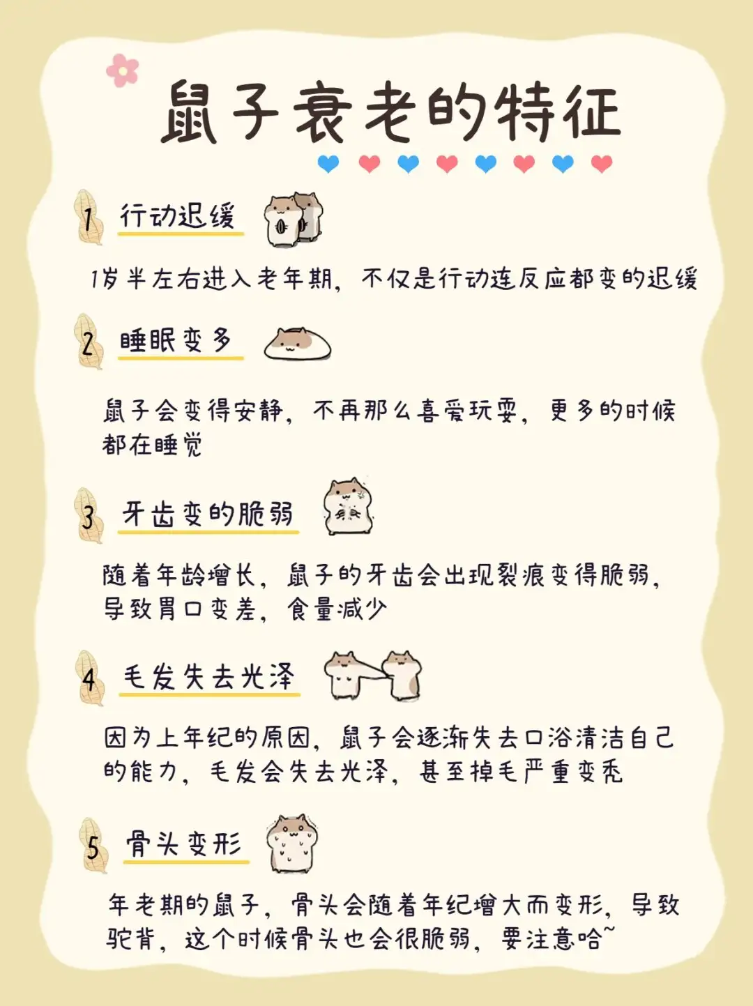 仓鼠能活几年寿命(仓鼠能活几年能长多大)