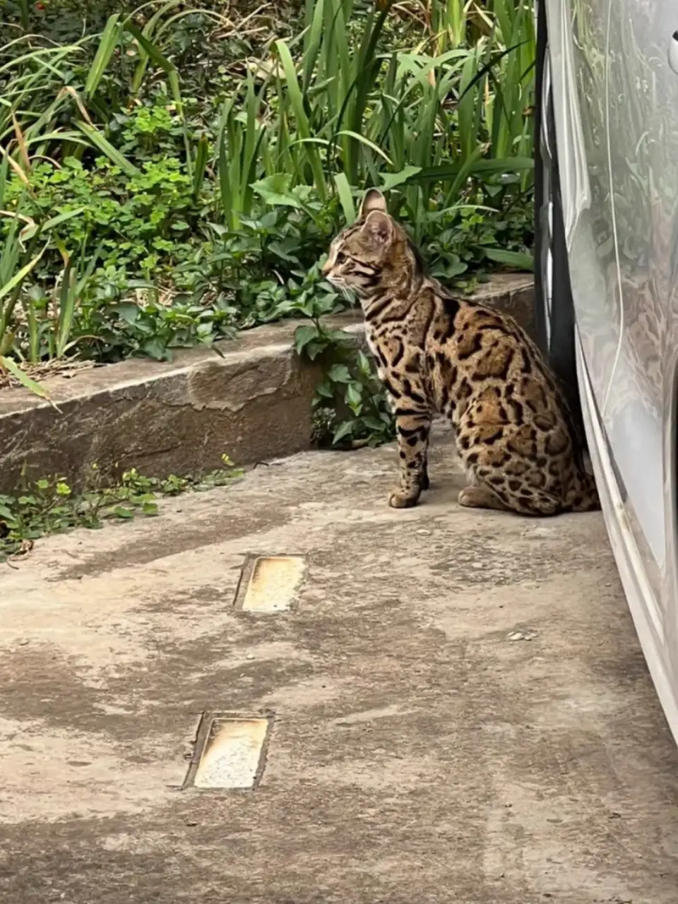 豹纹猫价格一般多少钱(豹纹猫价格一般多少钱一条)