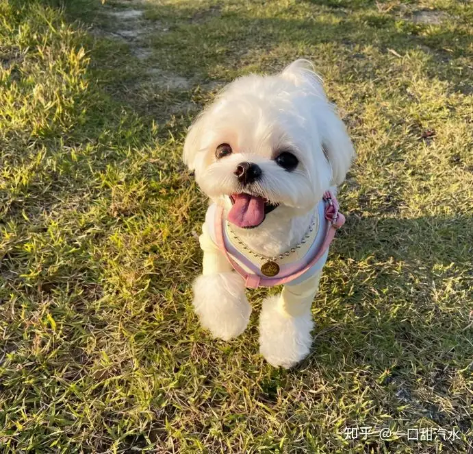 马尔济斯犬心脏病(马尔济斯犬容易得什么病)