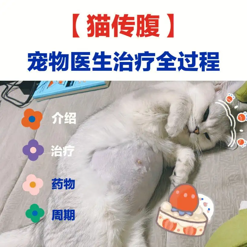 关于猫传腹是被吓出来的病吗的信息