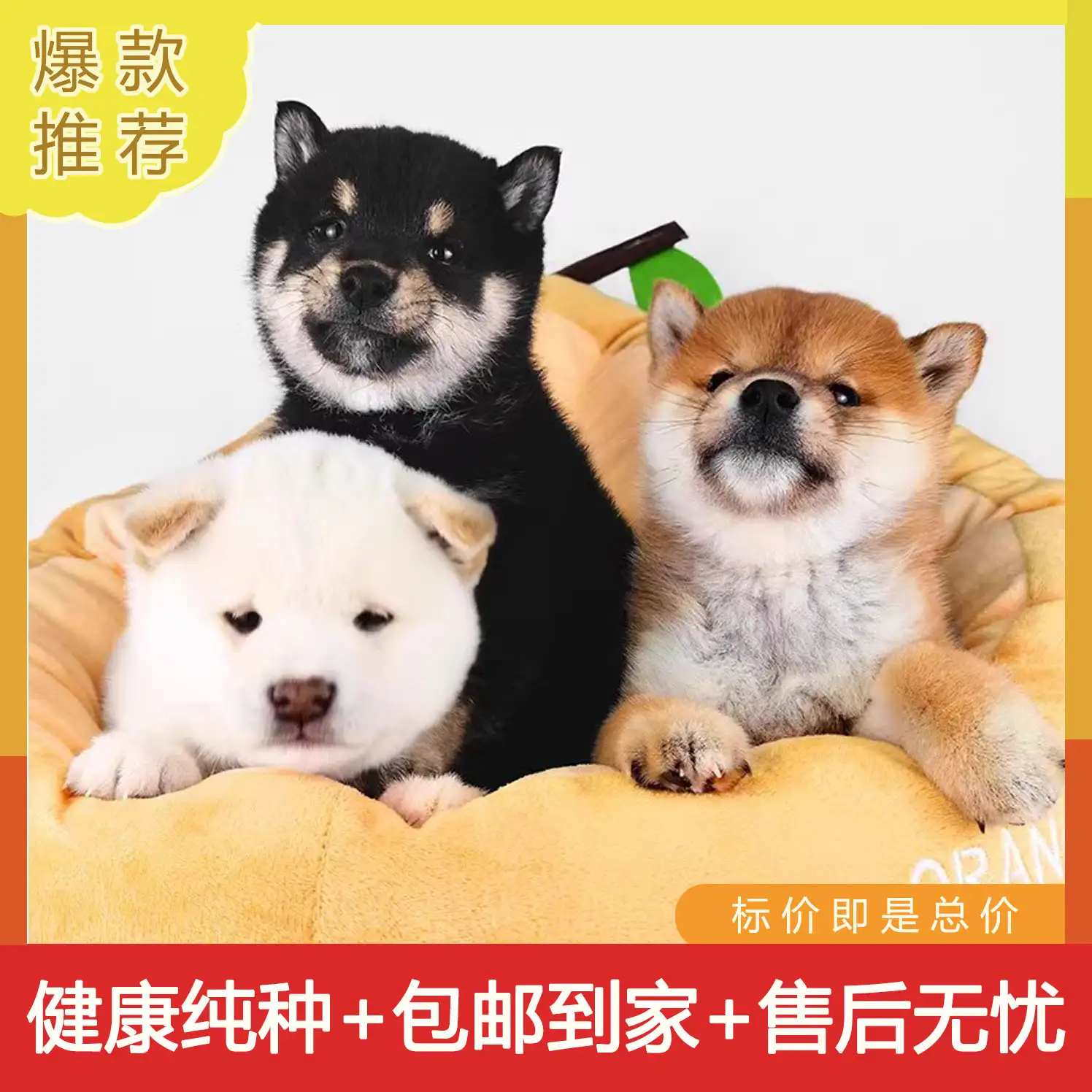 柴犬小型犬(柴犬中小型犬的种类)