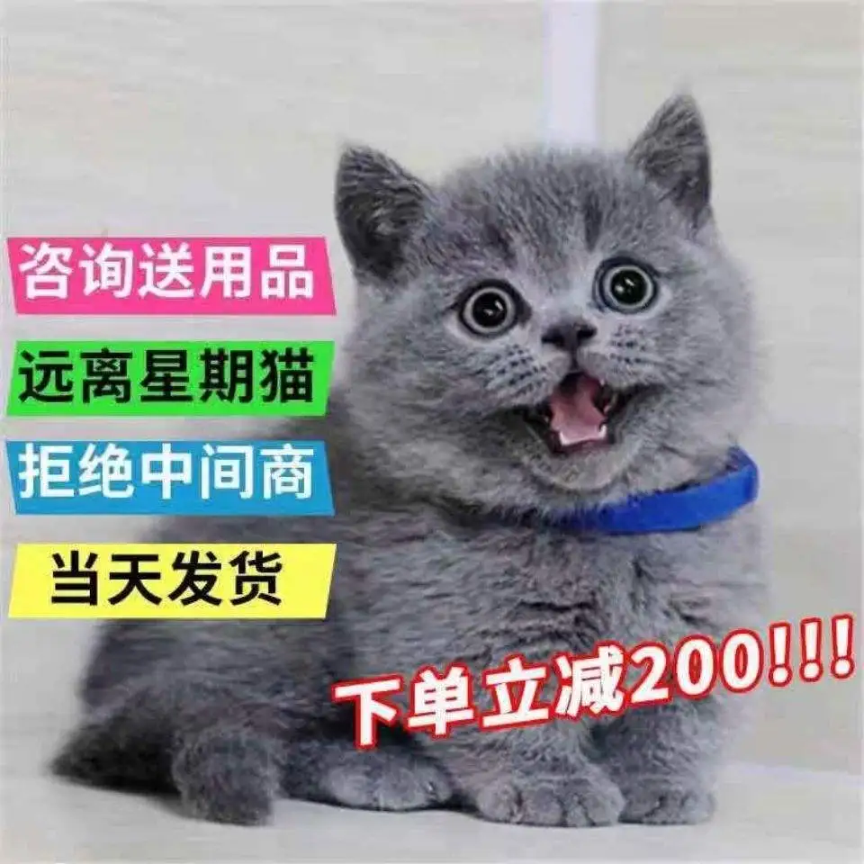 宠物猫蓝猫什么价格吗(蓝猫是宠物猫最便宜的吗)