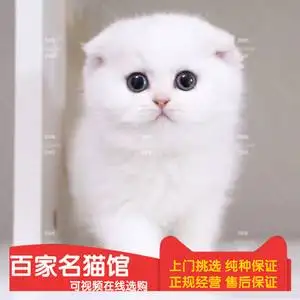 折耳猫活体多少钱一只(折耳猫活体多少钱一只啊)