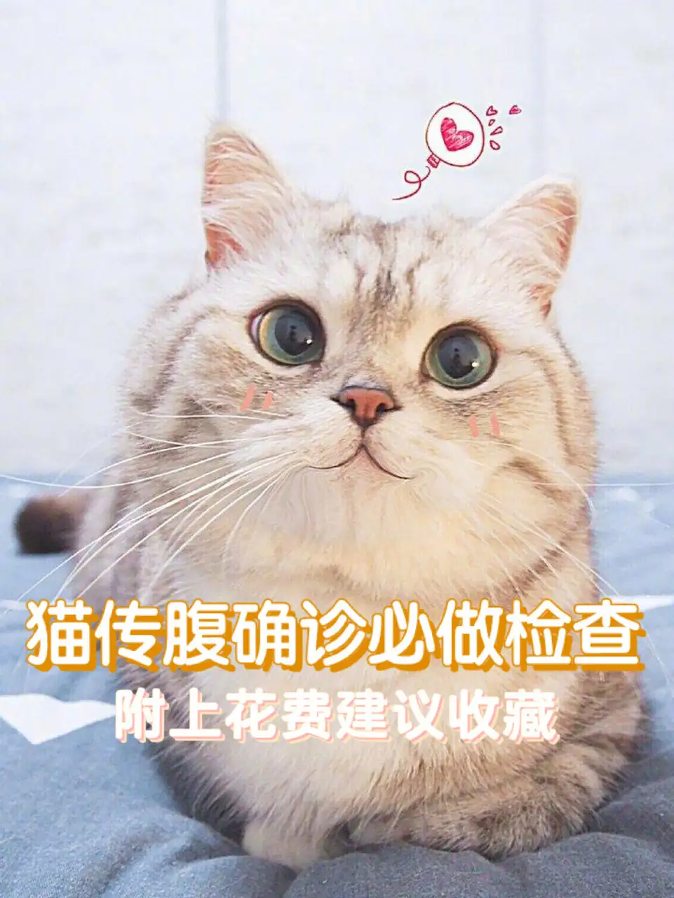 猫传腹怎么检查(猫传腹怎么检查多少钱)