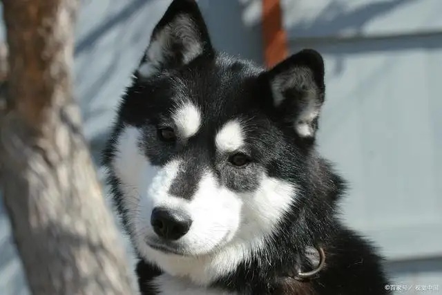 阿拉斯加犬哈士奇区别(阿拉斯加犬跟哈士奇有什么区别)