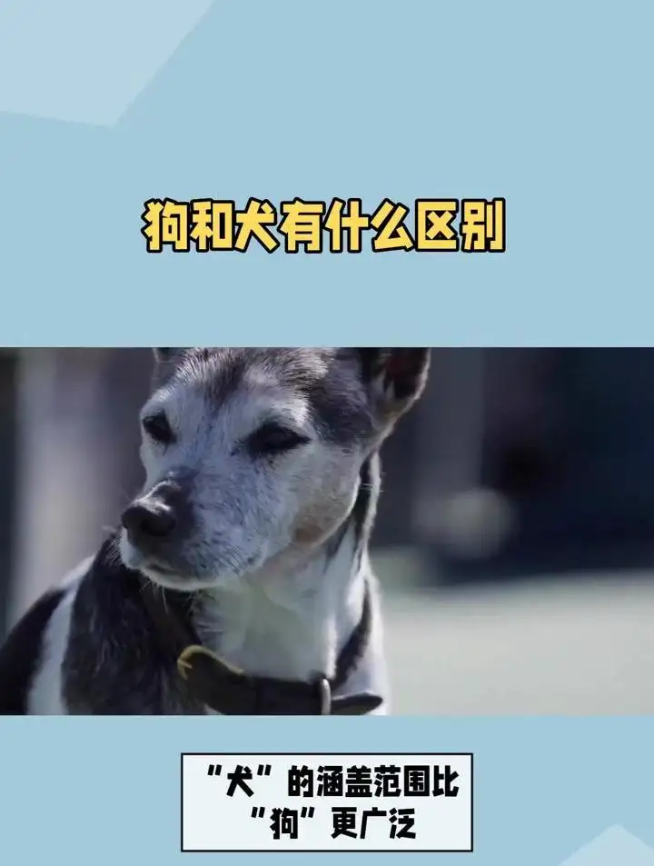 狗和犬有啥区别(狗和犬区别在哪里)