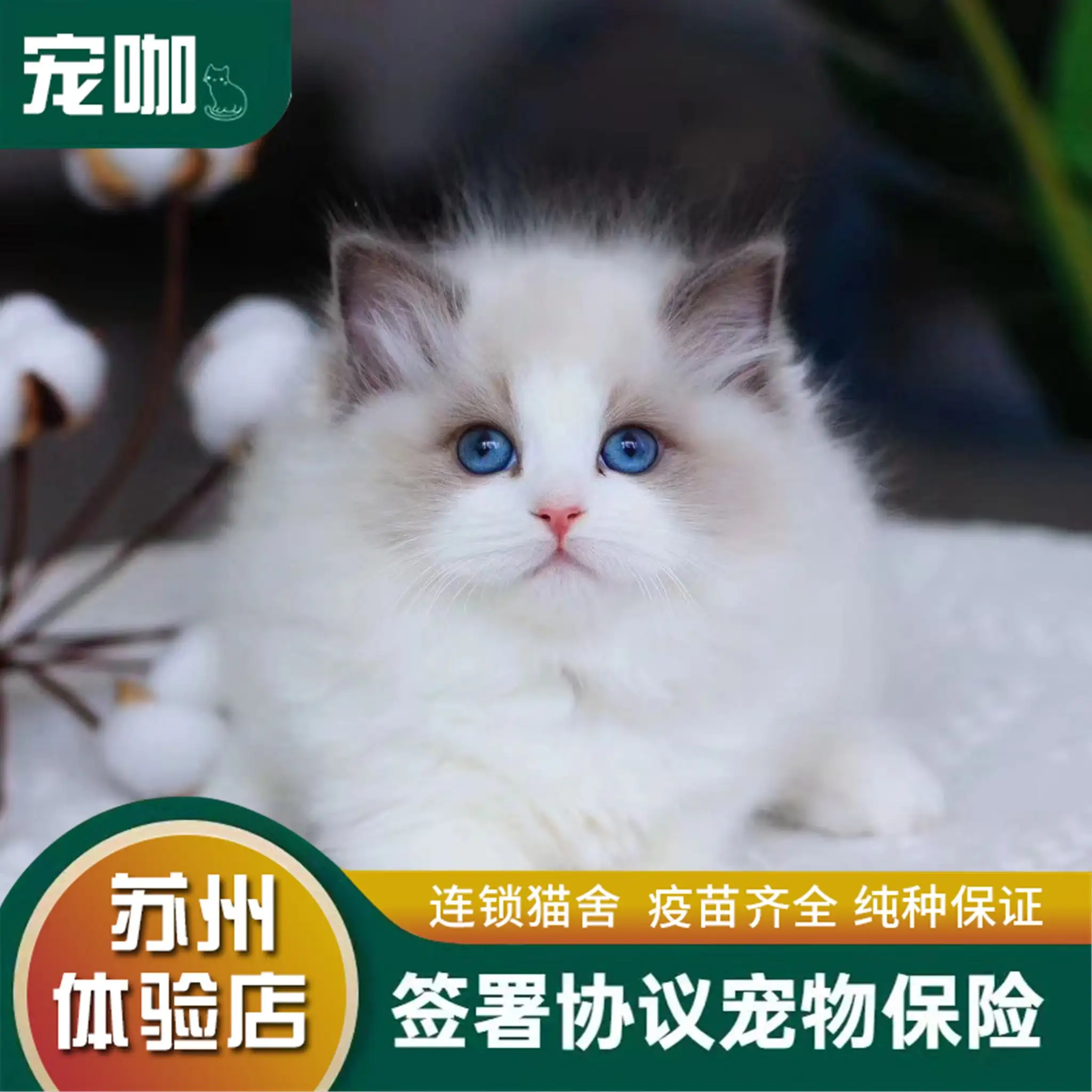 布偶猫血统正的多少钱(布偶猫纯血统多少钱一只)