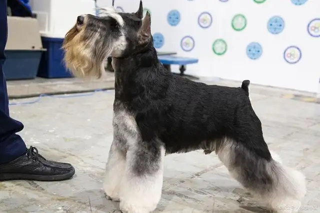 雪纳瑞幼犬的饲养方式(雪纳瑞幼犬的饲养方式图片)