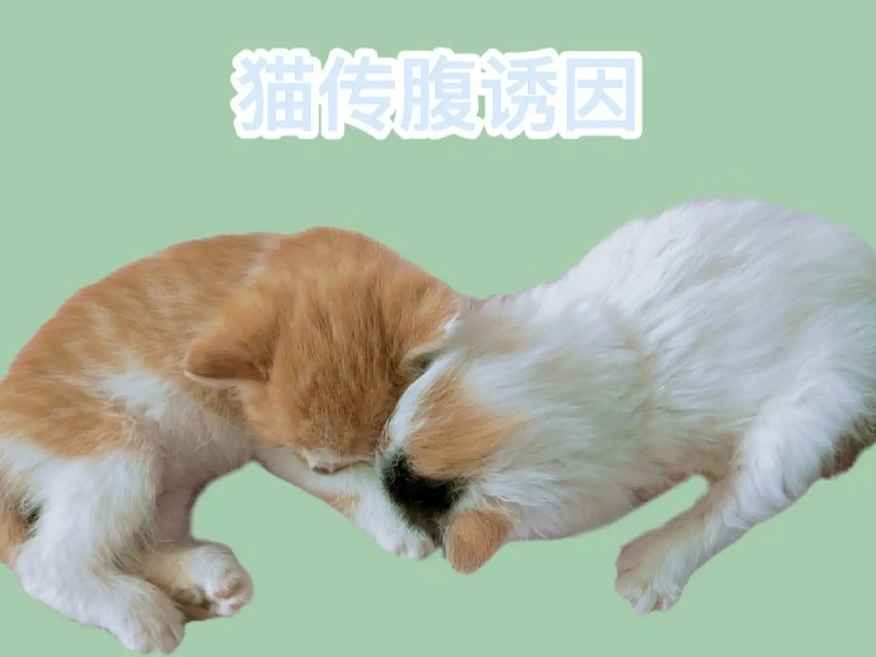 猫传腹会传染给人吗(猫传腹会传染给人类吗)