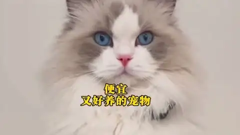 养宠物猫怎么养(养宠物猫怎么养才好)