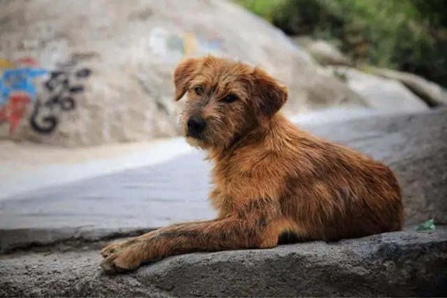 狗多少年寿命(柴犬寿命一般能活多少年)