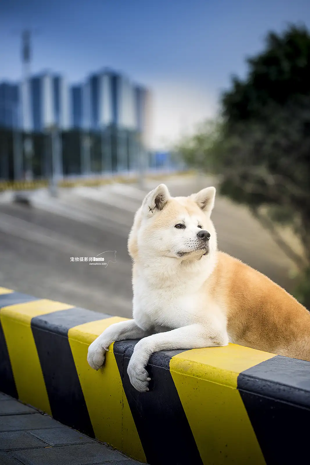 深圳可以养秋田犬吗(深圳秋田犬可以办狗证吗)