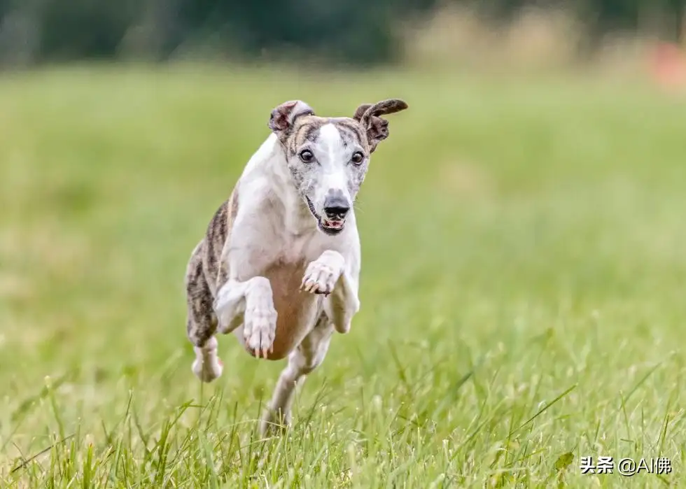 比特犬价格多少钱一只(比特犬价格多少钱一只小狗)