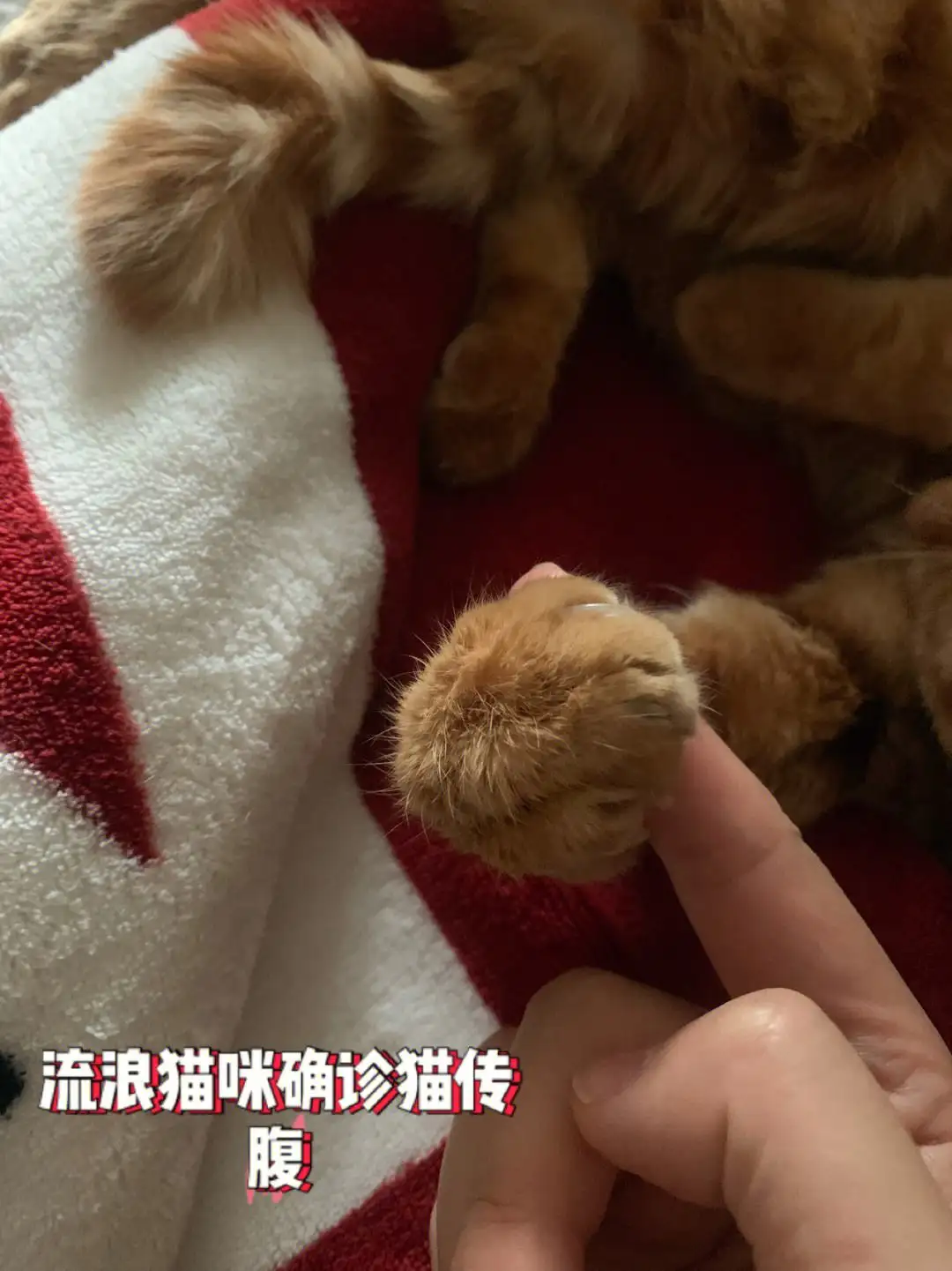 成猫容易得猫传腹吗(成猫被传染猫瘟的概率)