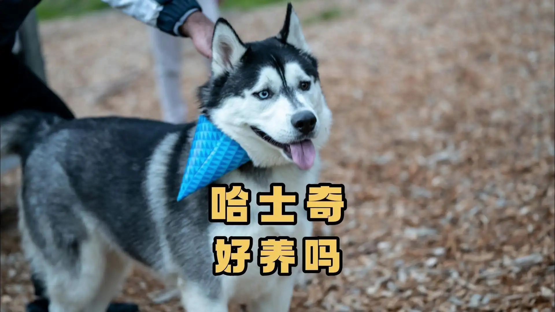 怎样养哈士奇幼犬(怎么养哈士奇的方法大全)