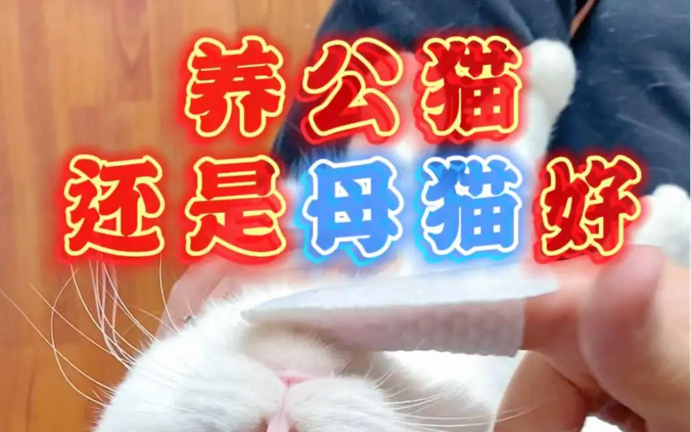 母猫好养还是公猫好养?(母猫好养活还是公猫好养活)