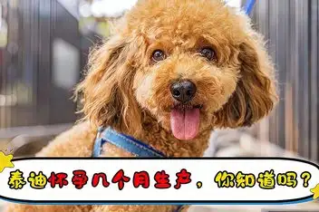 泰迪犬怀孕几个月生产(泰迪狗怀孕几个月才生产)