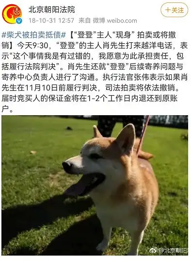 柴犬犬图片(柴犬图片大全可爱图片)