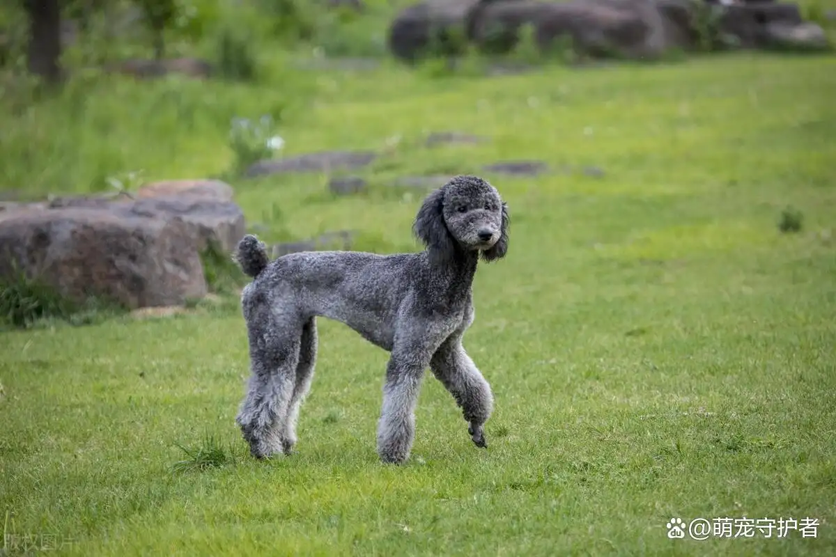 小型犬一个月要花多少钱(小型犬一个月要花多少钱正常)