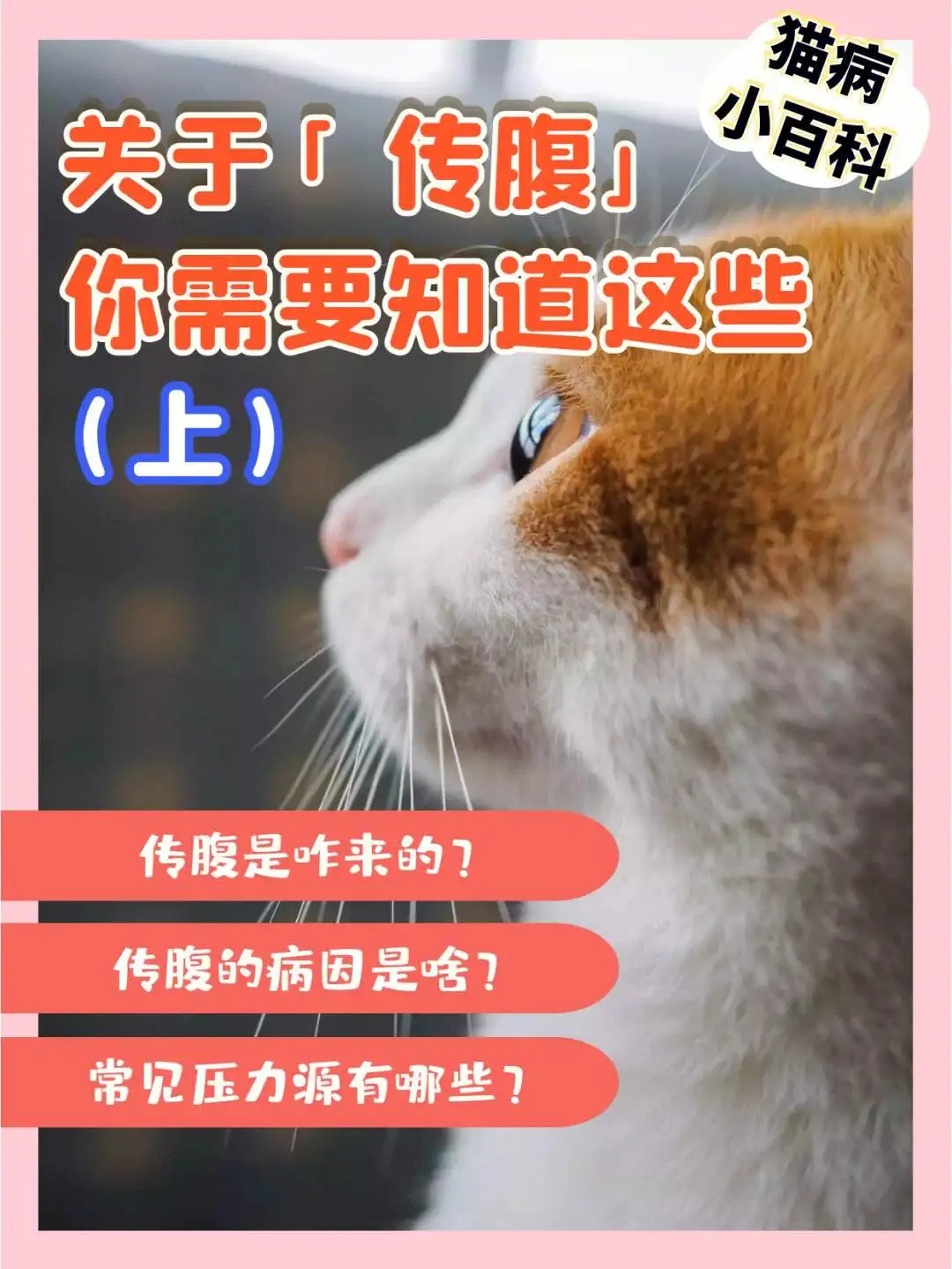 猫传腹是啥病(猫传腹是什么病能治愈吗)