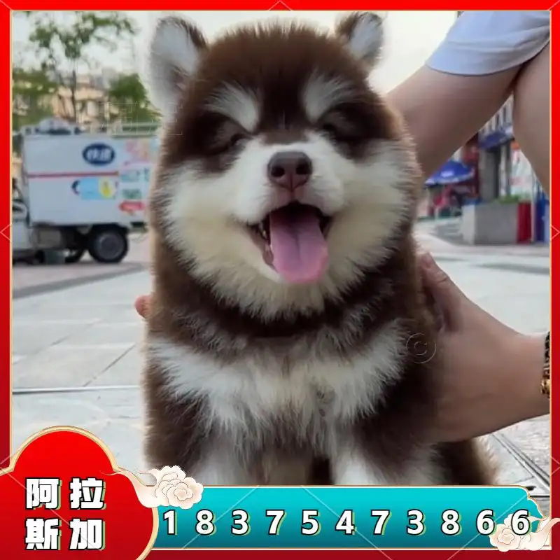 阿拉斯加犬哪里卖(阿拉斯加犬去哪买比较好)