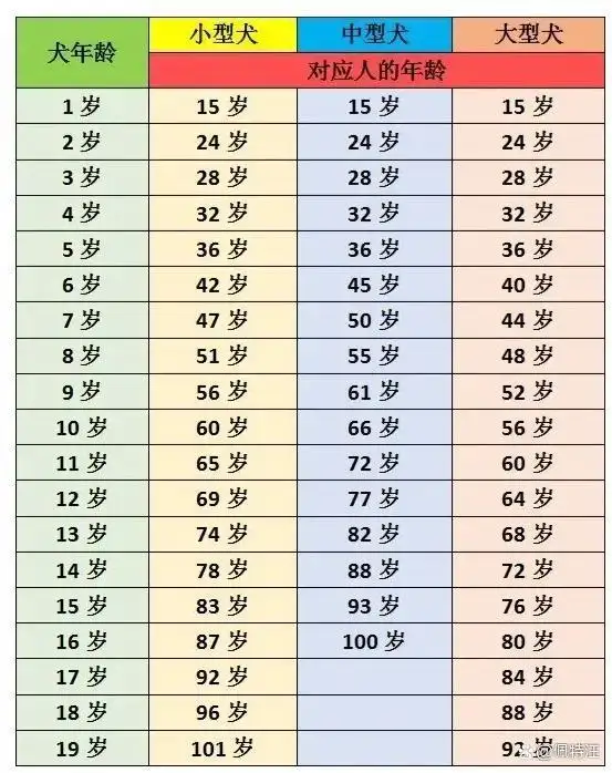 狗5岁相当于人的几岁(狗5岁相当于人几岁的年龄)