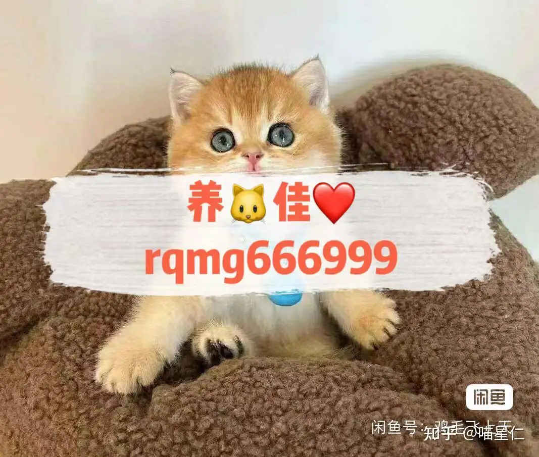 折耳猫怎么样(折耳猫怎么样好不好)