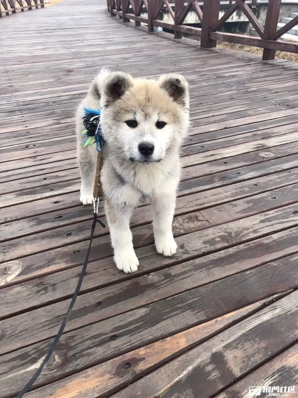 秋田犬一个月的样子(秋田犬一个月的样子图片大全)