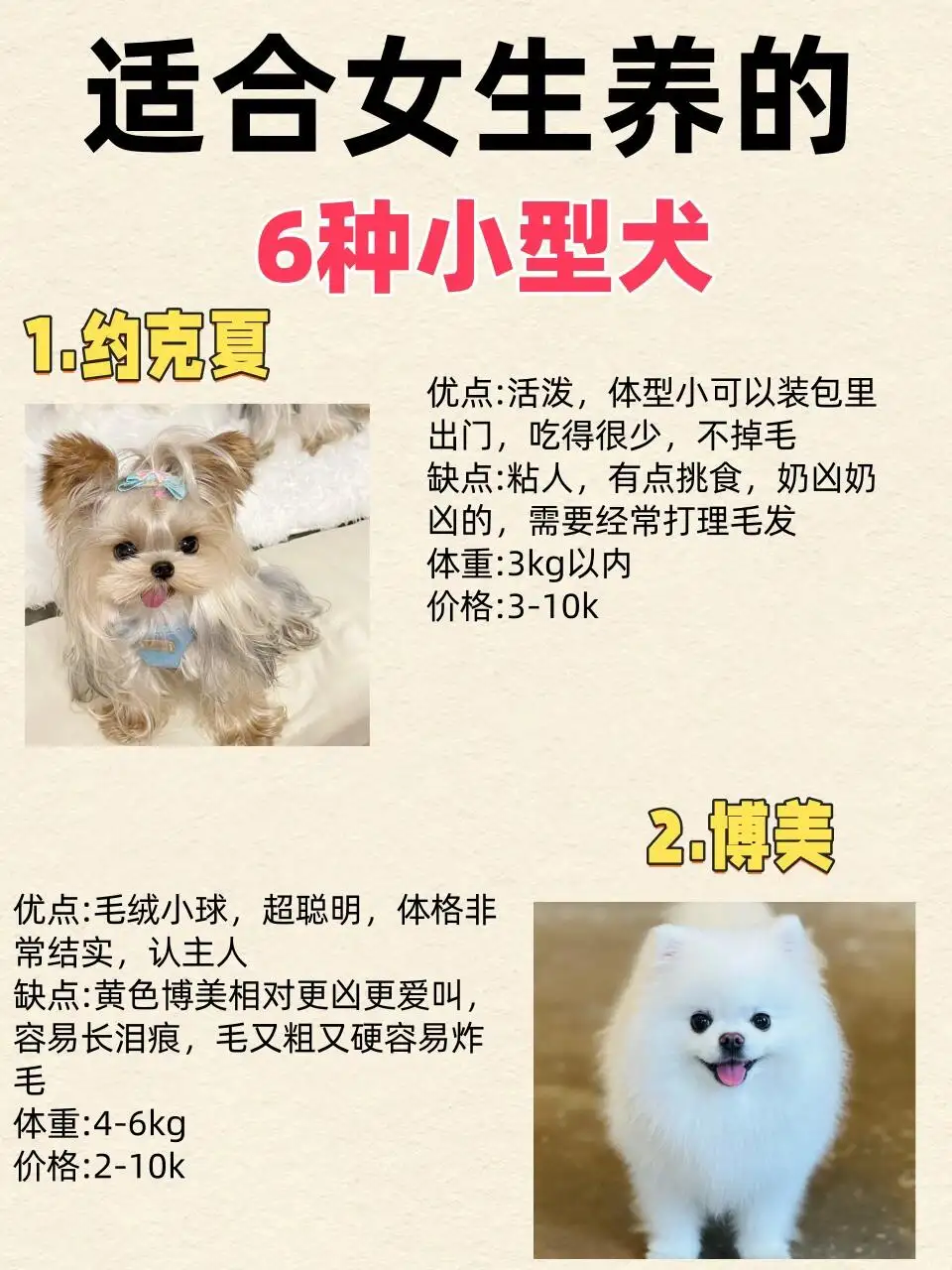 女生养的小型犬(女生养小型犬推荐)