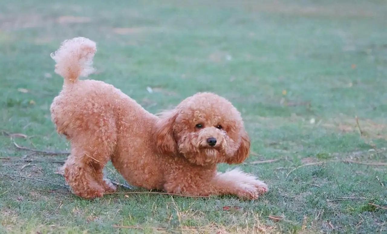 泰迪狗好吗(泰迪犬好养吗,泰迪犬都有哪些优点和缺点)