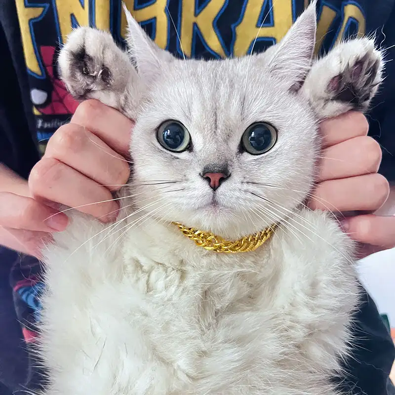 小猫猫狗(小猫小狗有什么区别)