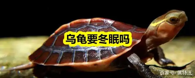 乌龟冬眠怎么养?(乌龟冬眠怎么养护和保暖)