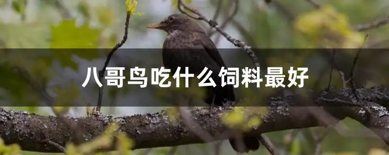 小八哥吃什么(小八哥吃什么食物比较好养)