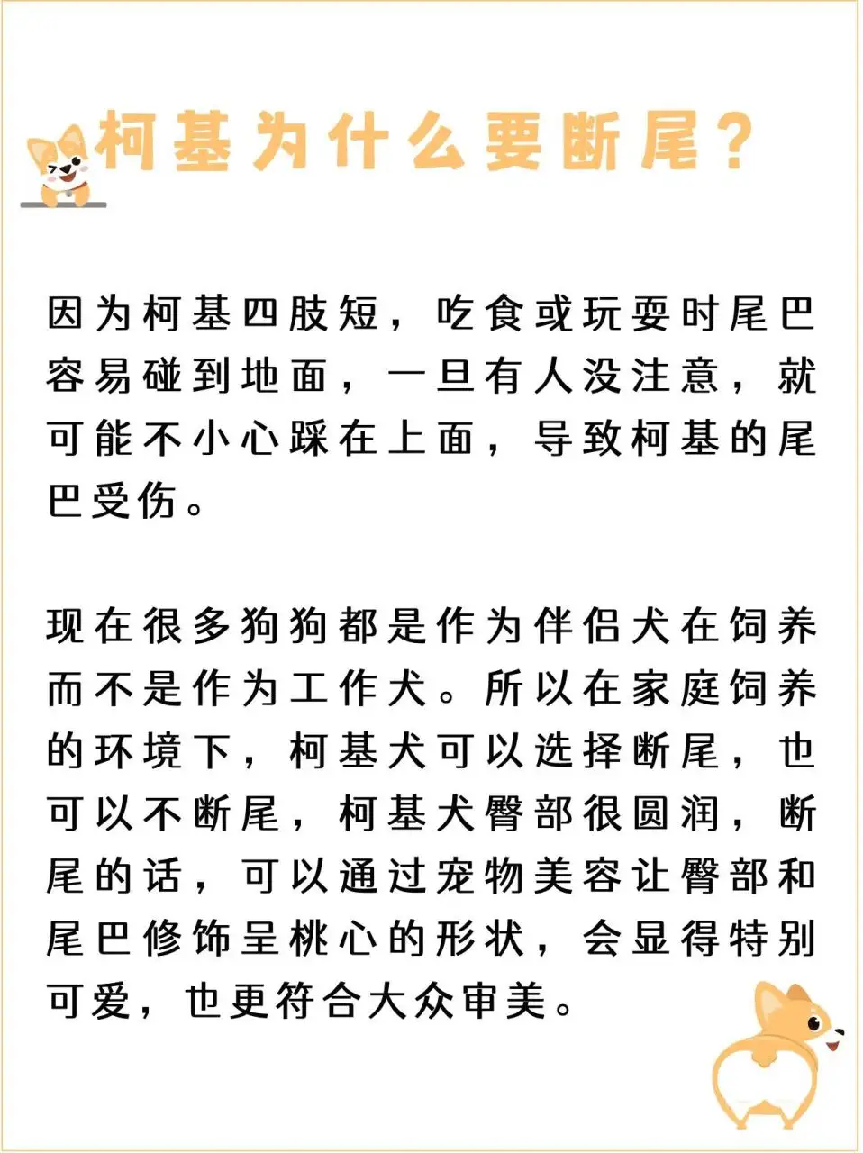 柯基可以不断尾吗(柯基犬可以不断尾吗)