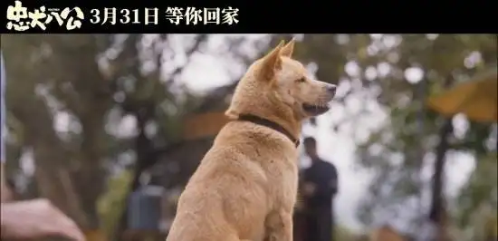 中国的忠犬八公(中国的忠犬八公和日本的一样吗)