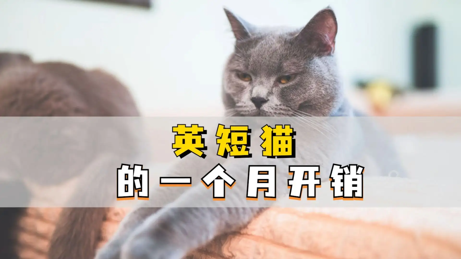 长毛母猫和短毛公猫的后代(长毛母猫和短毛公猫的后代哪个好)