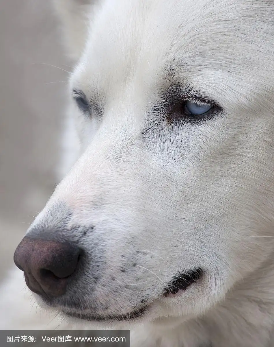 白色萨摩耶犬一般多少钱一只(白色萨摩耶犬一般多少钱一只图片)