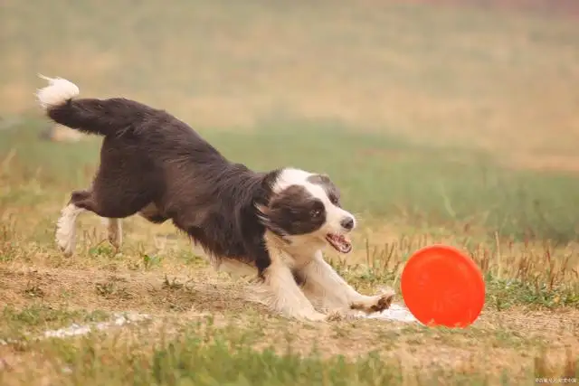 怎样养好边牧犬(如何养边牧注意事项)