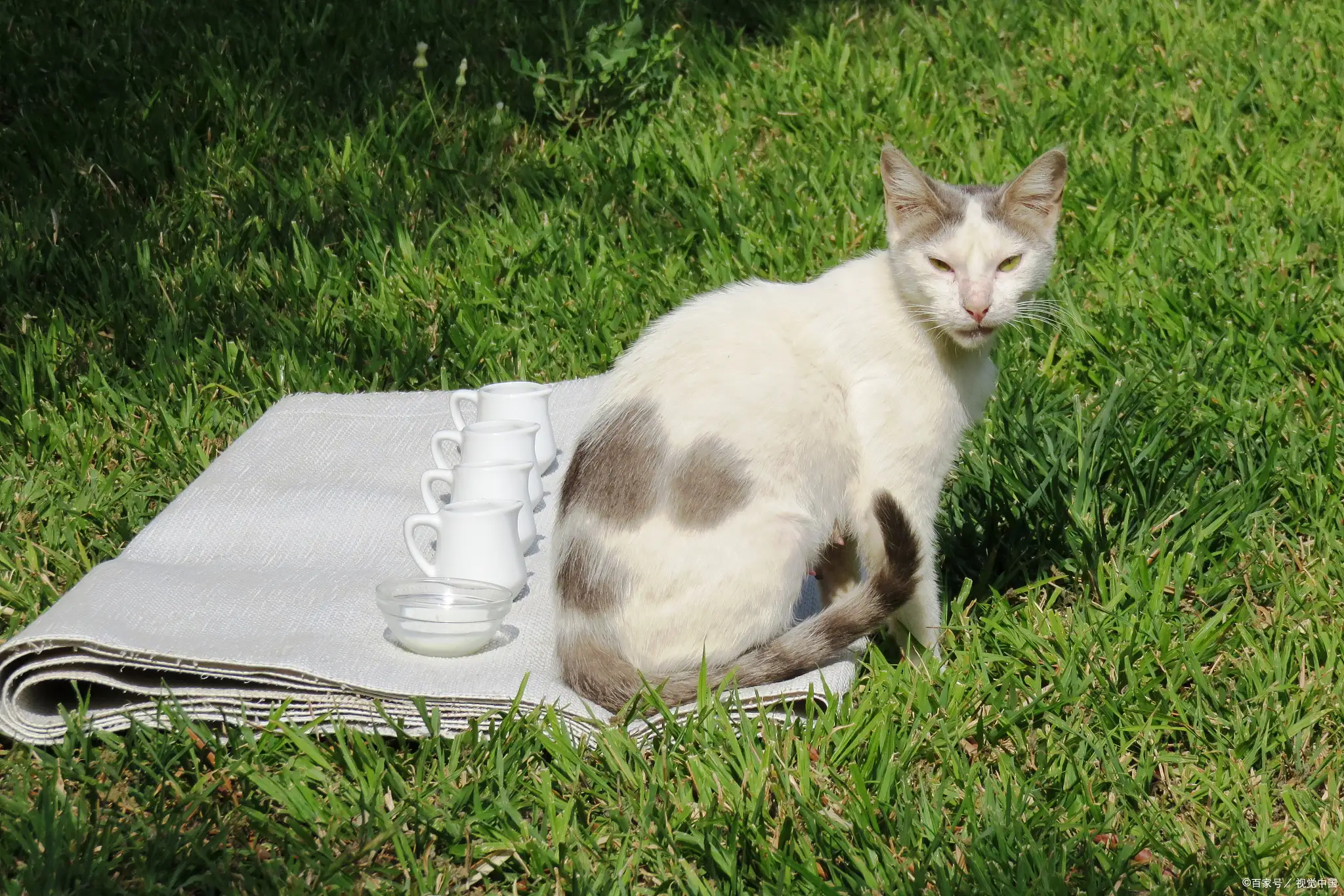 小猫不排便肚子特别鼓(小猫不排便肚子特别鼓大便发黄)