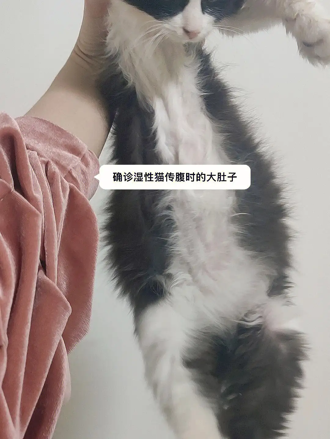 猫传腹传染人吗(猫传腹多久开始大肚子)