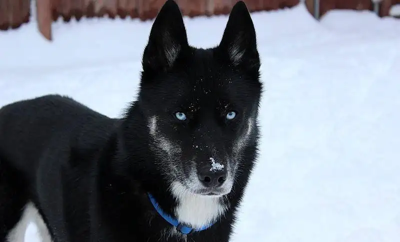 雪白哈士奇多少钱一只(雪白哈士奇多少钱一只幼犬)