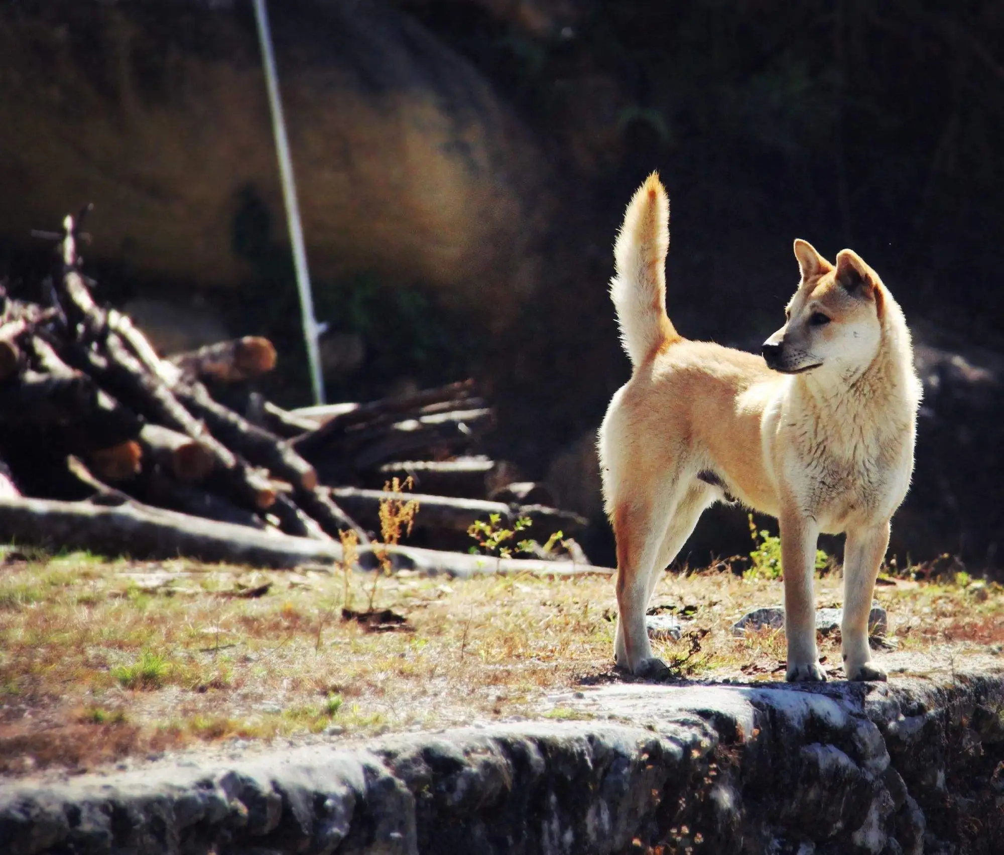 保护中华田园犬(保护中华田园犬宣传图片)