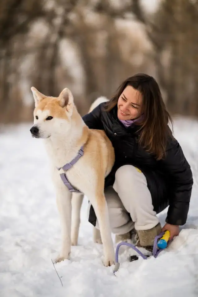 秋田犬是什么样子(秋田犬是什么样子的狗)