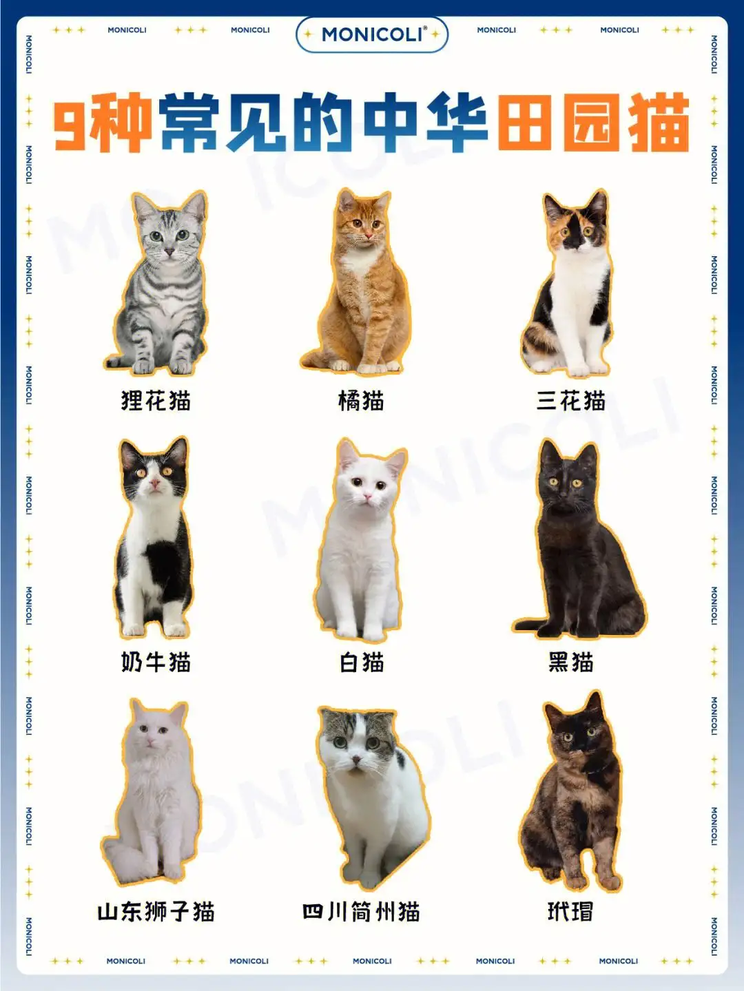 宠物猫品种图鉴(宠物猫咪品种大全及图片)