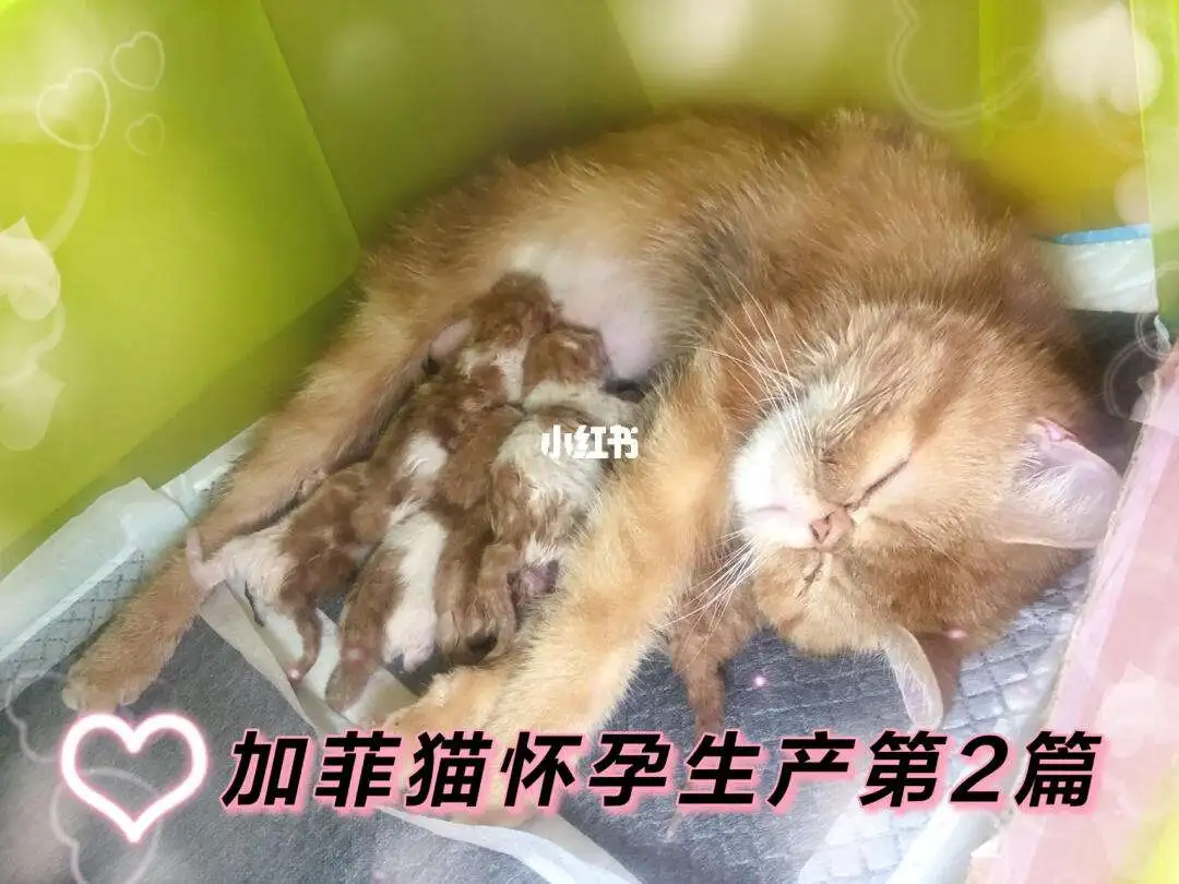 猫怀孕快生产有什么表现(猫怀孕快生产有什么表现吗)