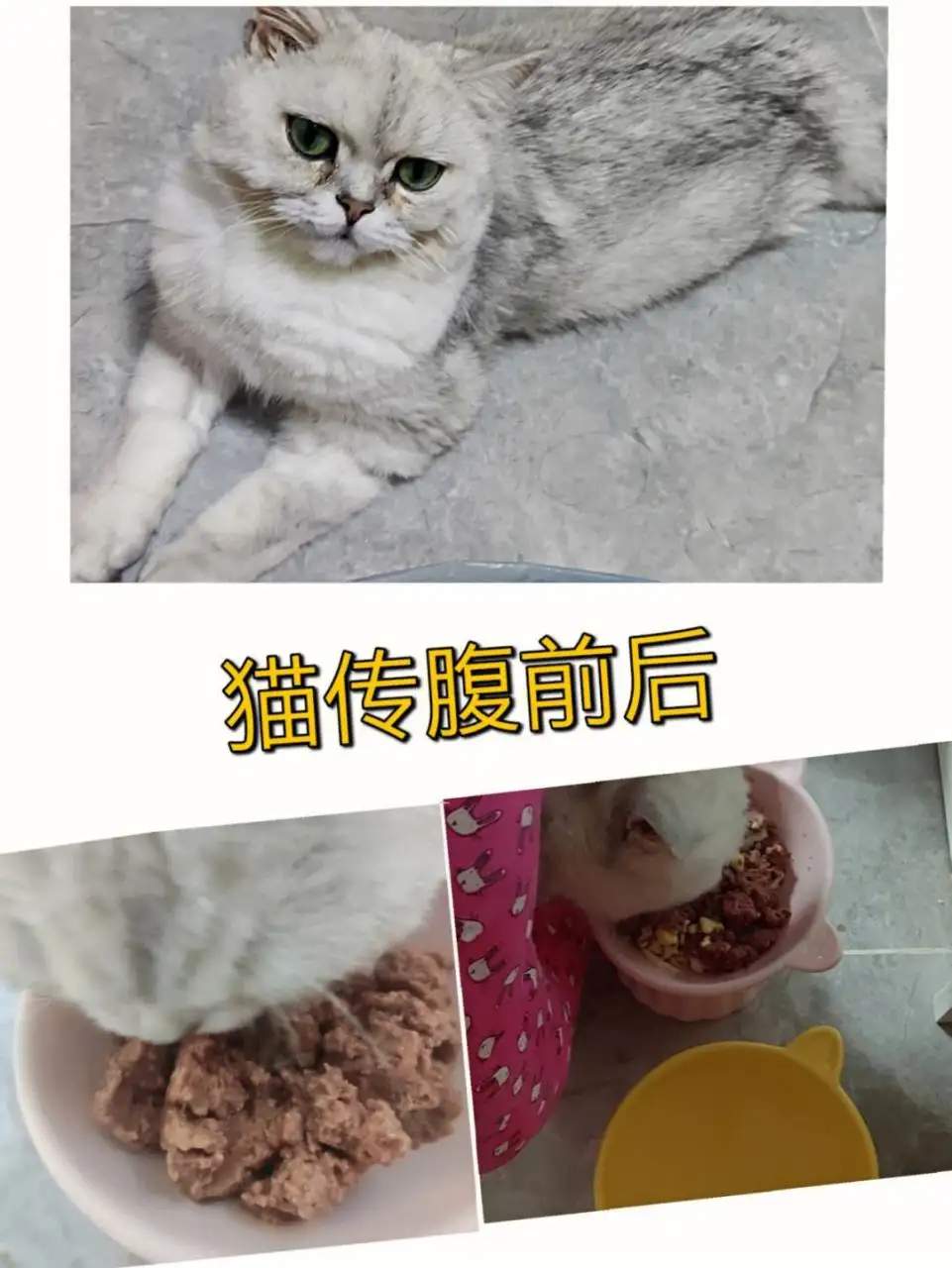 猫咪传腹怎么引起的(猫咪传腹是什么原因导致的)