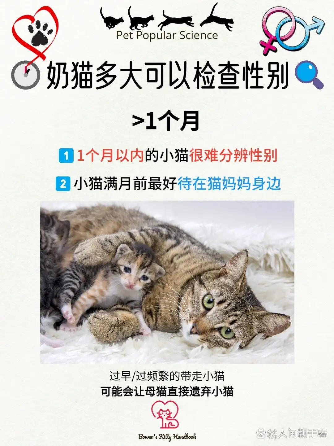 小猫怎么分辨公猫母猫(小猫分辨公猫母猫的方法)